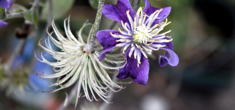 Vision de la ménopause en médecine chinoise Vision de la ménopause en médecine chinoise