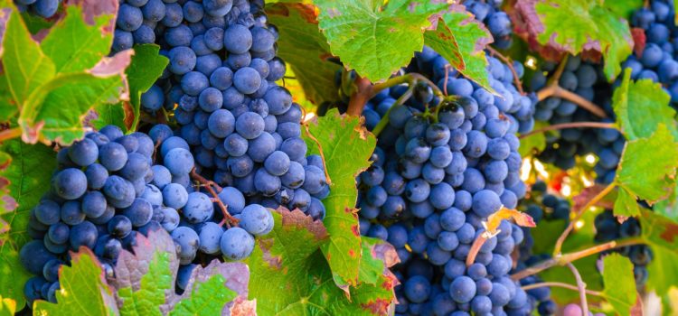 Le raisin en médecine chinoise « Pu Tao »