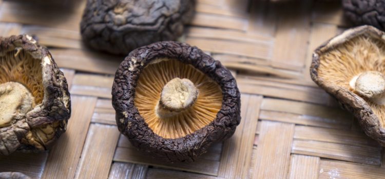 Le Shiitaké ou Champignon Parfumé, Xiang Gu  植物皇后