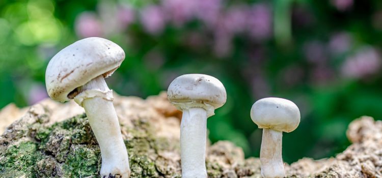 Le champignon de Paris, Agaricus Bisporus, 蘑菇