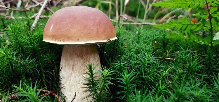 Cèpe ou Bolet de Bordeaux (Niu Gan Jun) Boletus edulis