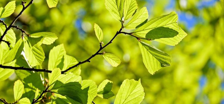 Photo feuilles d'arbres